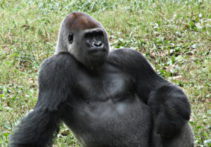 Photogenic gorilla
