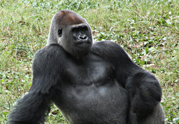 photogenic gorilla