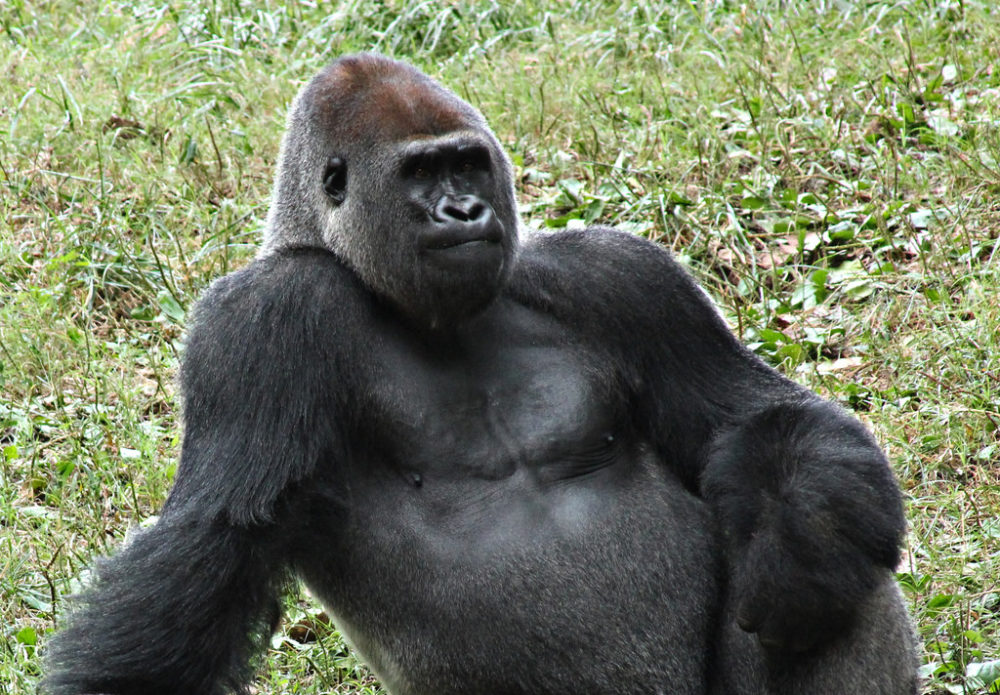 PDAS-Photogenic-gorilla